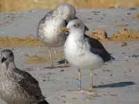 Goéland brun Larus fuscus LZA·F