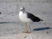 Goéland brun Larus fuscus R:A3C