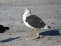 Goéland brun Larus fuscus R:A3C