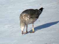 Goéland brun Larus fuscus R:C1A