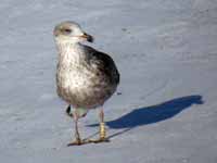 Goéland brun Larus fuscus R:C1A