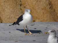 Goéland brun Larus fuscus RC7