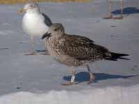 Goéland brun Larus fuscus R:H7C