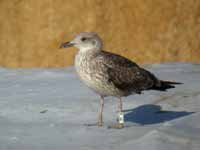 Goéland brun Larus fuscus R:J4L