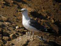 Goéland brun Larus fuscus T.H