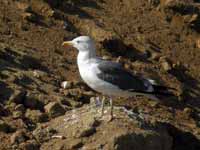 Goéland brun Larus fuscus T.H