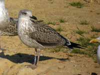 Goéland brun Larus fuscus TPA.J