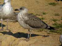 Goéland brun Larus fuscus TPA.J