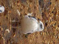 Goéland brun Larus fuscus graellsii 9·V4