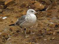 Goéland brun Larus fuscus ER-N