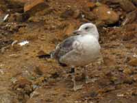 Goéland brun Larus fuscus ER-N