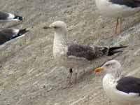 Goéland brun Larus fuscus ER-N