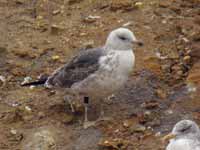 Goéland brun Larus fuscus ER-N