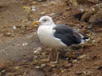 Goéland brun Larus fuscus G2