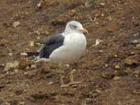 Goéland brun Larus fuscus H·180