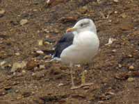 Goéland brun Larus fuscus H·180