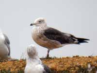 Goéland brun Larus fuscus intermedius J9MP