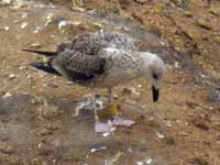 Goéland brun Larus fuscus V3TR