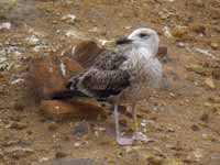 Goéland brun Larus fuscus V3TR