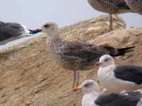 Goéland brun Larus fuscus V3TR