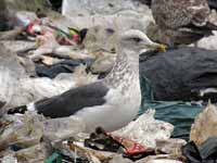 Goéland brun Larus fuscus 28