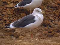 Goéland brun Larus fuscus 739N