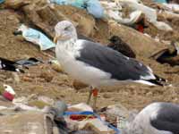 Goéland brun Larus fuscus