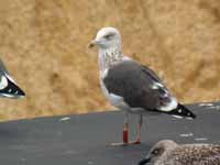 Goéland brun Larus fuscus 944N