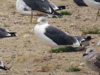 Goéland brun Larus fuscus A'H