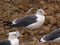 Goéland brun Larus fuscus D·HAJ