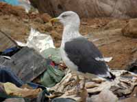 Goéland brun Larus fuscus R:C7P