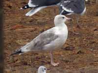 Goéland brun Larus fuscus mutation brune