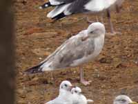 Goéland brun Larus fuscus mutation brune