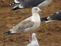 Goéland brun Larus fuscus mutation brune