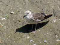 Goéland brun Larus fuscus TVA.A