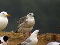 Goéland brun Larus fuscus graellsii CJV