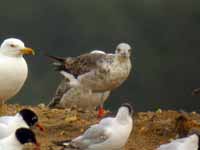 Goéland brun Larus fuscus graellsii CJV