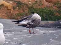 Goéland brun Larus fuscus graellsii CJV