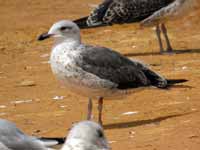 Goéland brun Larus fuscus graellsii JB