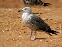 Goéland brun Larus fuscus R:H7C