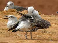 Goéland brun Larus fuscus R:J3E