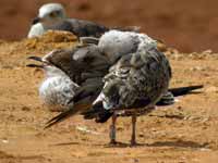 Goéland brun Larus fuscus R:J3E