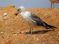 Goéland brun Larus fuscus TC·AC