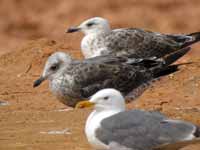 Goéland brun Larus fuscus TD·AA