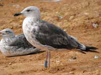 Goéland brun Larus fuscus TPA..J