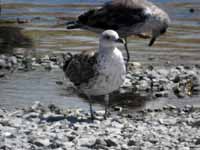 Goéland brun Larus fuscus 1'P