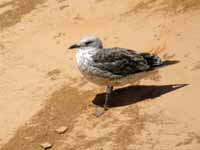 Goéland brun Larus fuscus 1'P