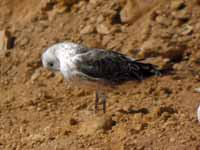 Goéland brun Larus fuscus 1'P