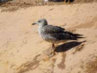 Goéland brun Larus fuscus 3M