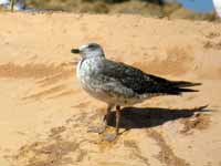 Goéland brun Larus fuscus 3M